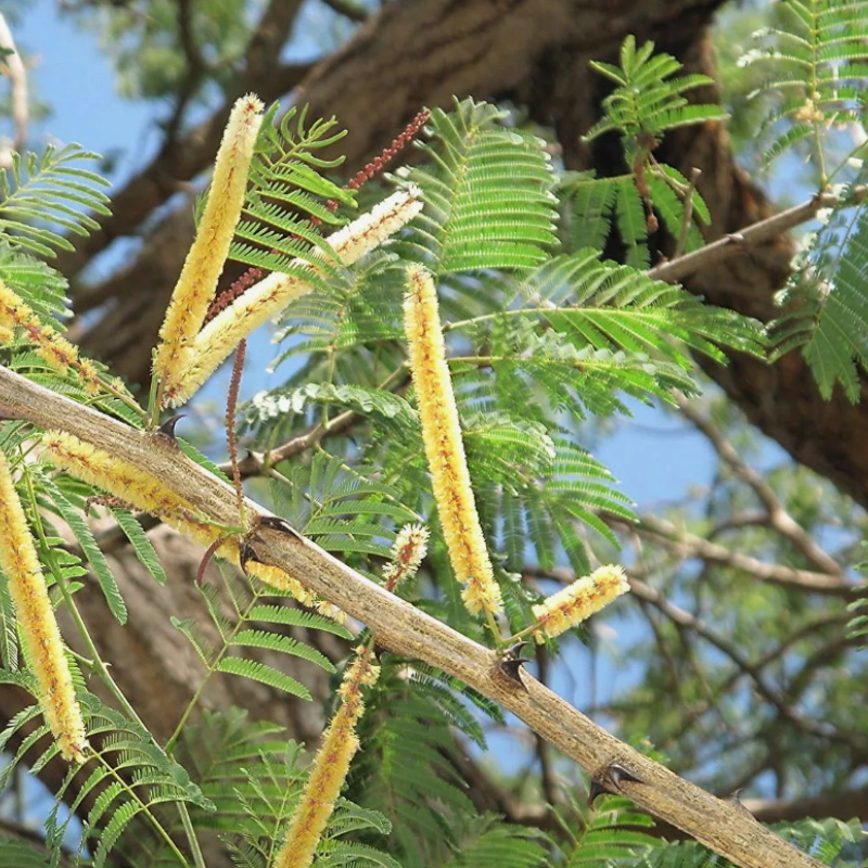 Senegalia Catechu, Khair, catechu, cachou, cutchtree, black cutch seeds - 30