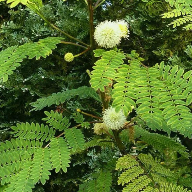 Senegalia Catechu, Khair, catechu, cachou, cutchtree, black cutch seeds - 30