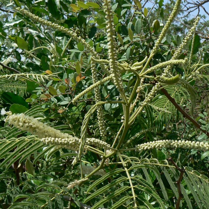 Senegalia Catechu, Khair, catechu, cachou, cutchtree, black cutch seeds - 30