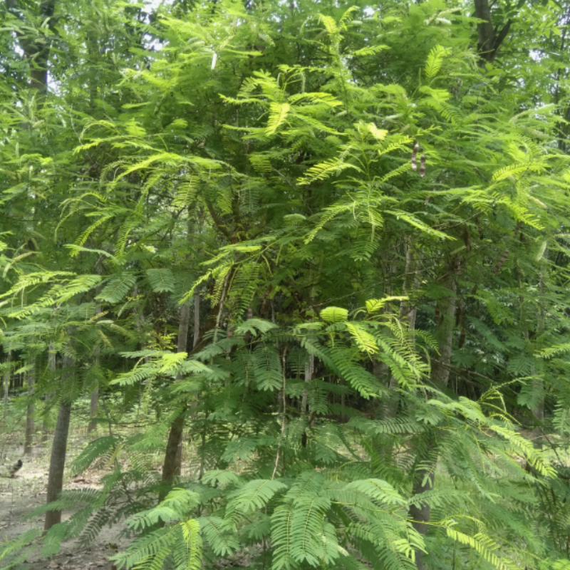 Senegalia Catechu, Khair, catechu, cachou, cutchtree, black cutch seeds - 30