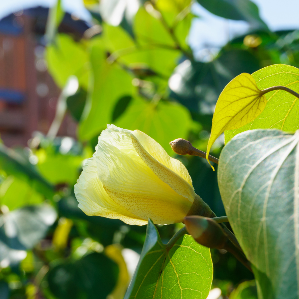 Thespesia Populnea, Portia Tree seeds - 10