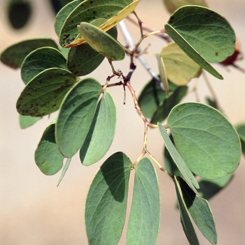 Anjan, Hardwickia binata seeds - 20