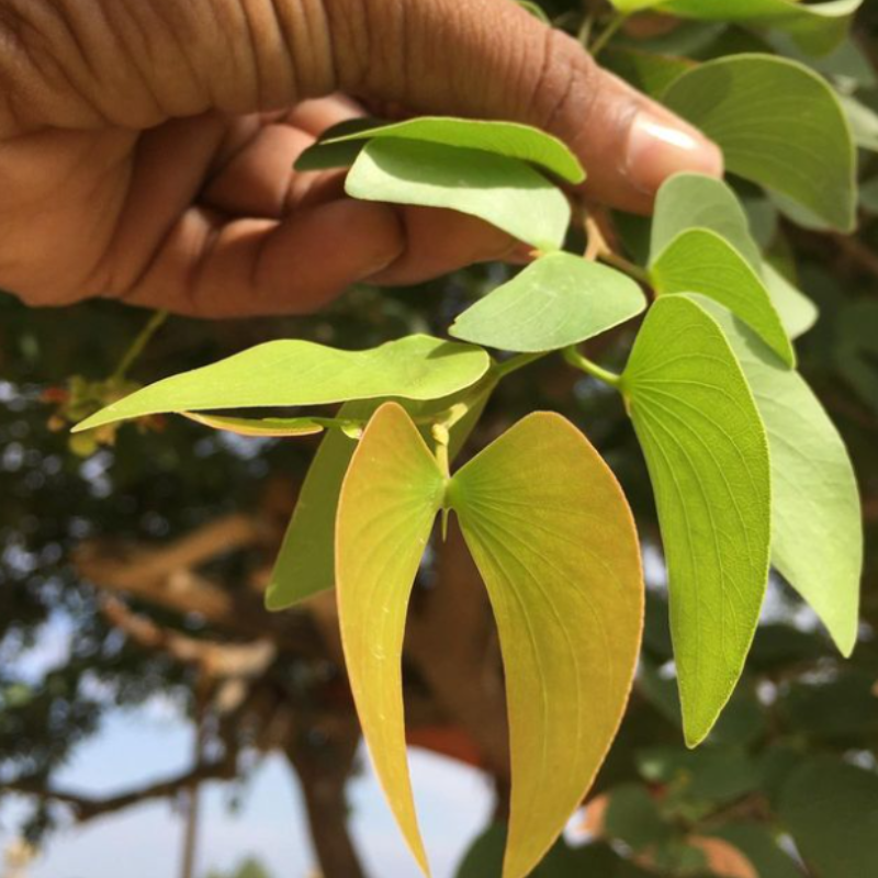 Anjan, Hardwickia binata seeds - 20