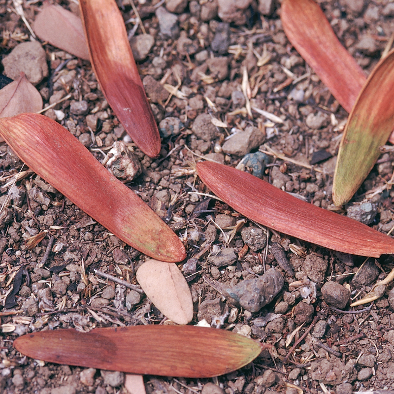 Anjan, Hardwickia binata seeds - 20