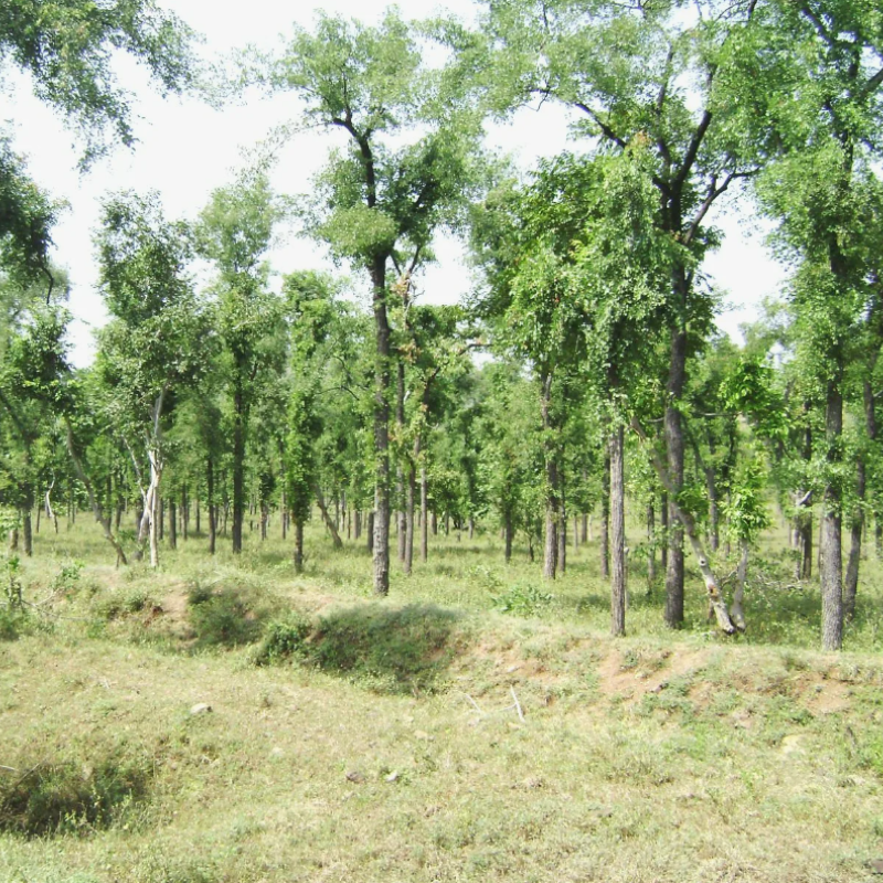 Anjan, Hardwickia binata seeds - 20