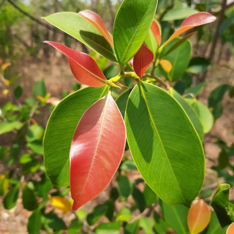 Anjan, Hardwickia binata seeds - 20
