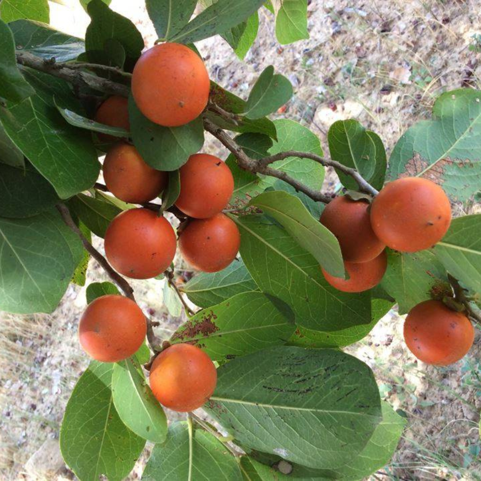 Strychnos Nux-Vomica seeds - 10