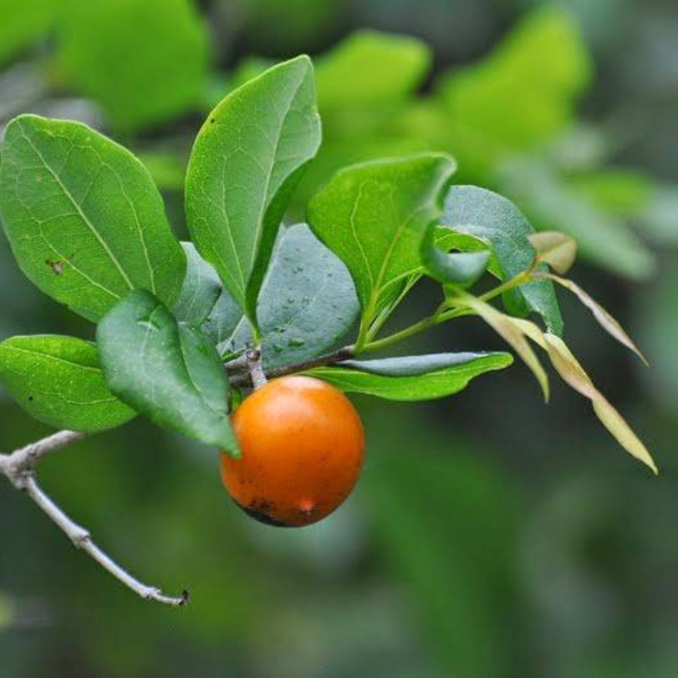 Strychnos Nux-Vomica seeds - 5