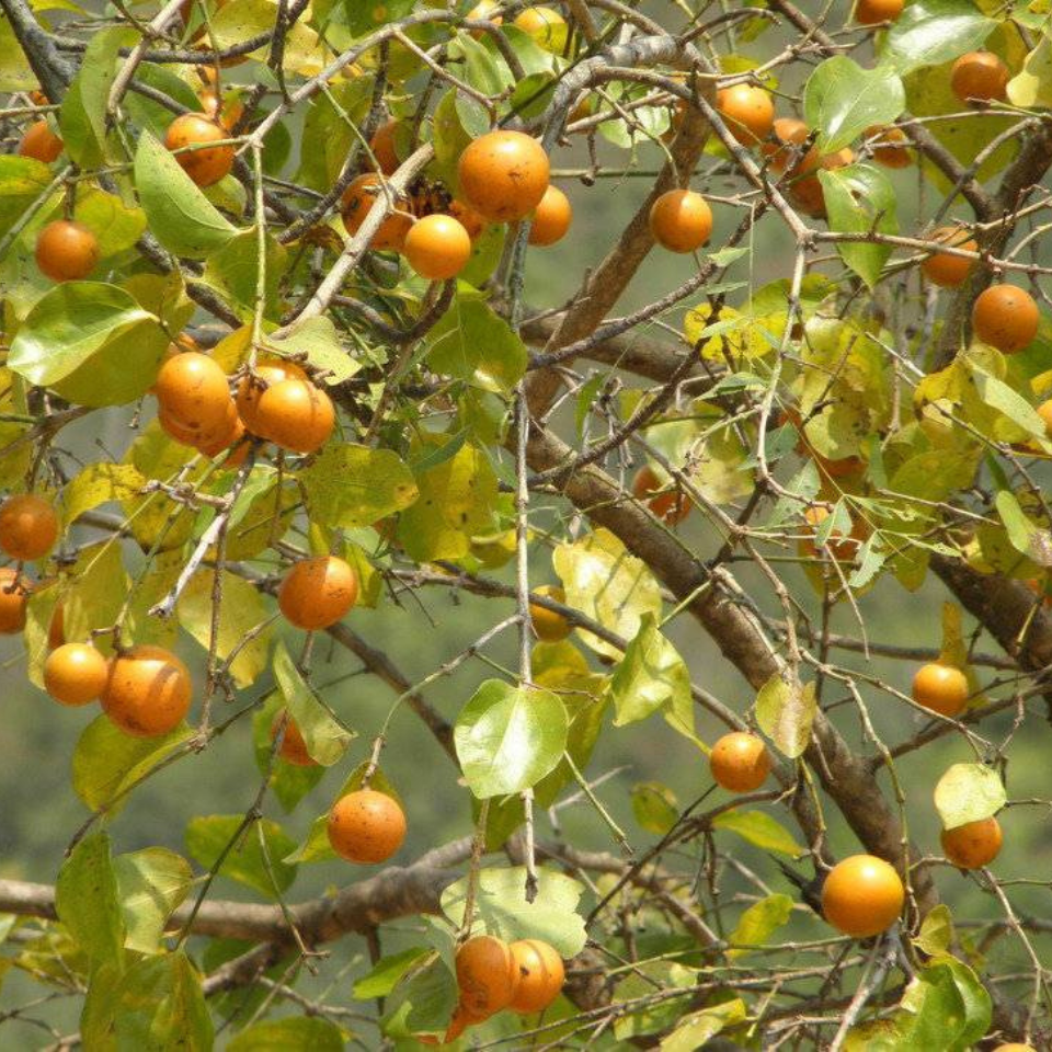 Strychnos Nux-Vomica seeds - 5