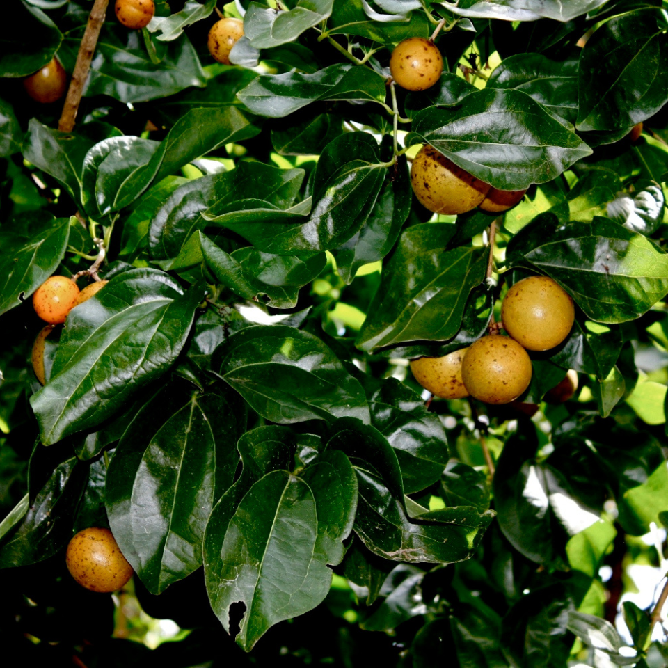 Strychnos Nux-Vomica seeds - 5