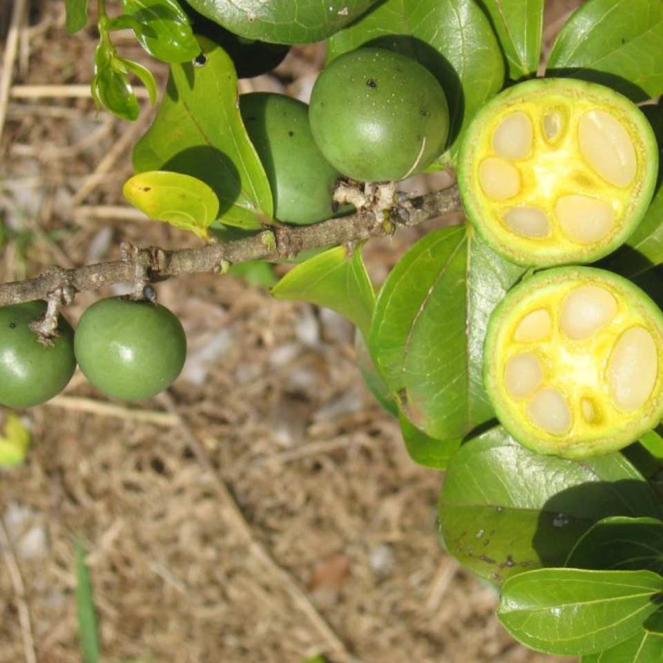 Strychnos Nux-Vomica seeds - 5