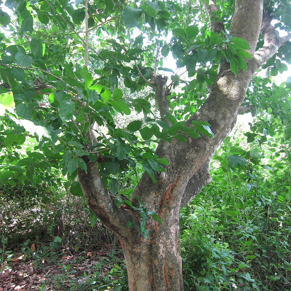 Strychnos Nux-Vomica seeds - 5