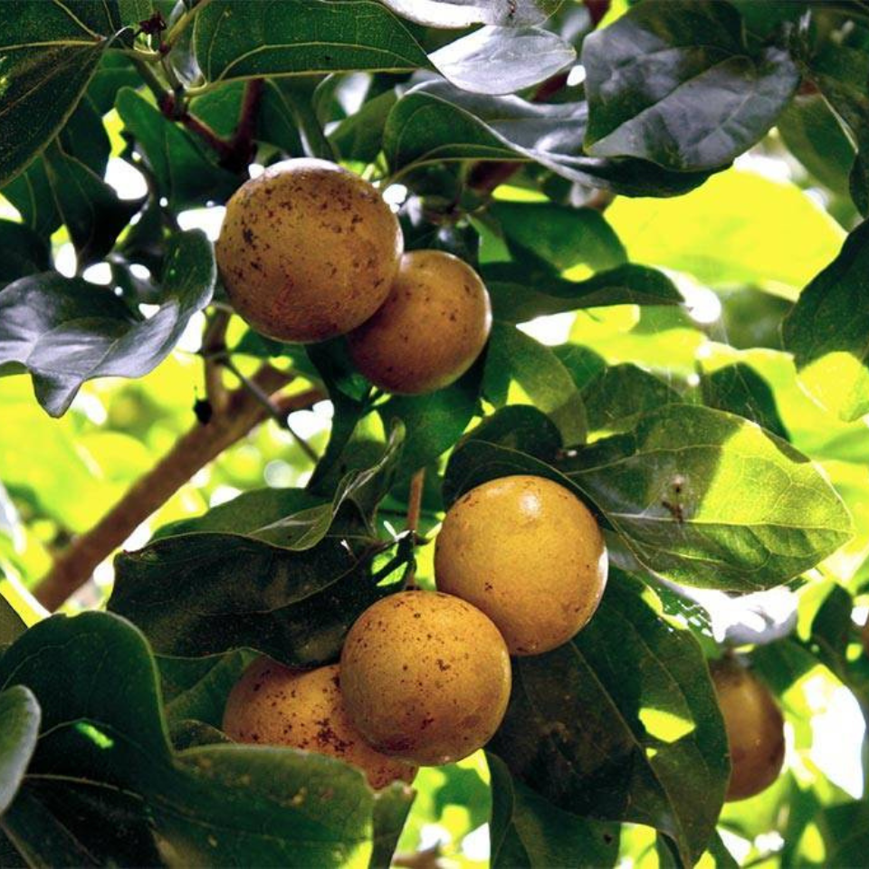 Strychnos Nux-Vomica seeds - 5
