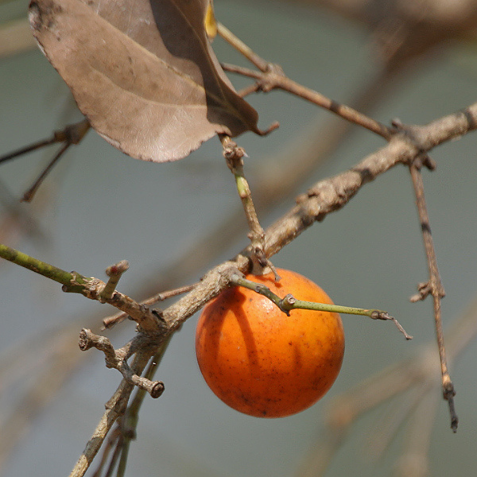Strychnos Nux-Vomica seeds - 5