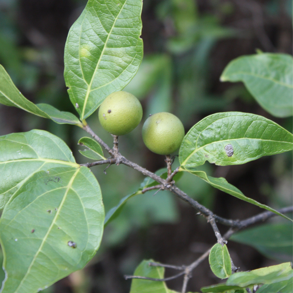 Strychnos Nux-Vomica seeds - 5