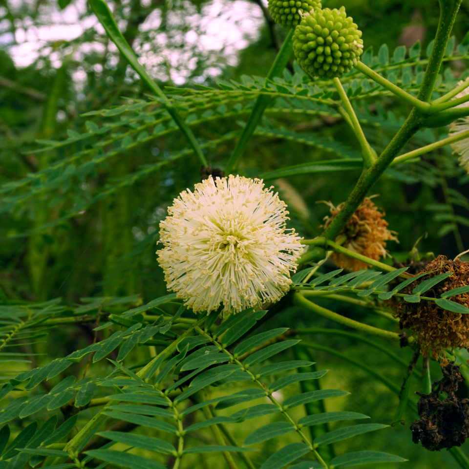 Leucaena Leucocephala, Subabool seeds - 60