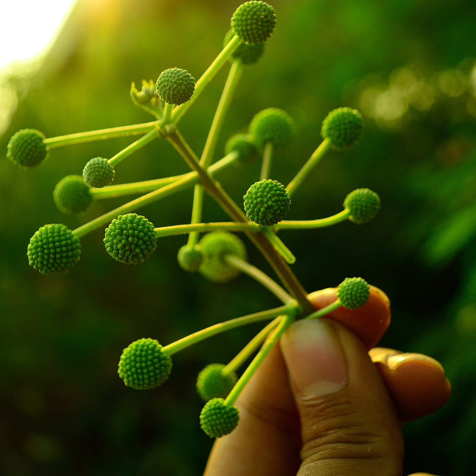 Leucaena Leucocephala, Subabool seeds - 15