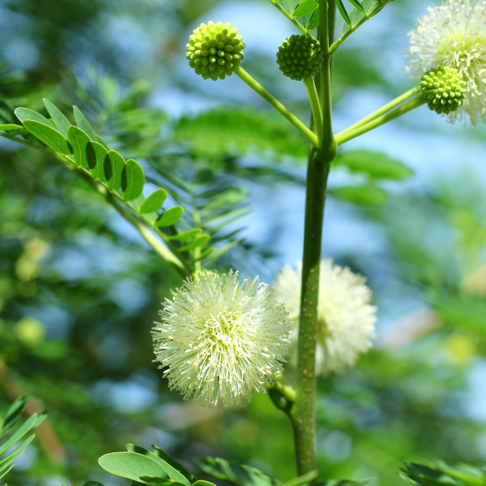 Leucaena Leucocephala, Subabool seeds - 60