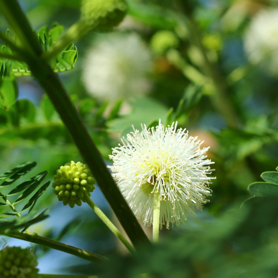 Leucaena Leucocephala, Subabool seeds - 60