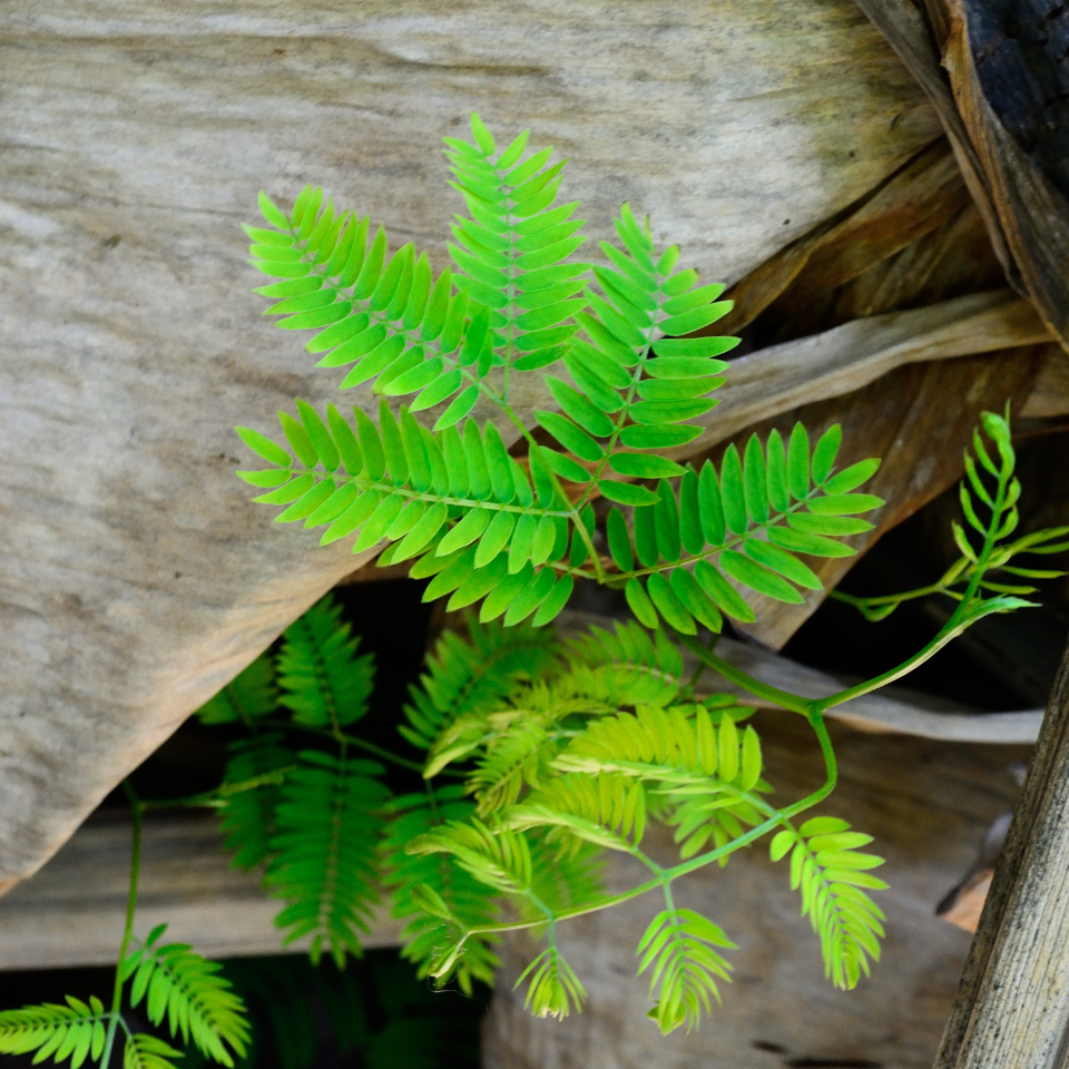 Leucaena Leucocephala, Subabool seeds - 60