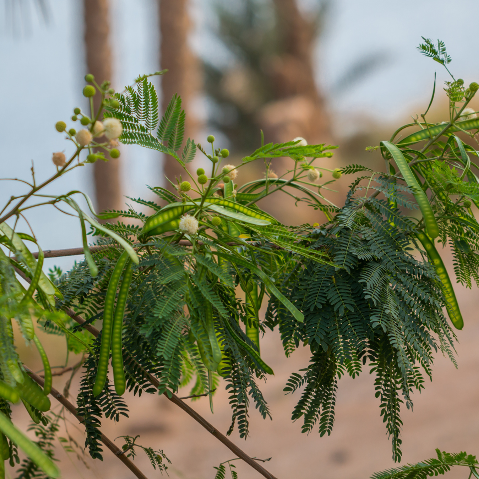 Leucaena Leucocephala, Subabool seeds - 60