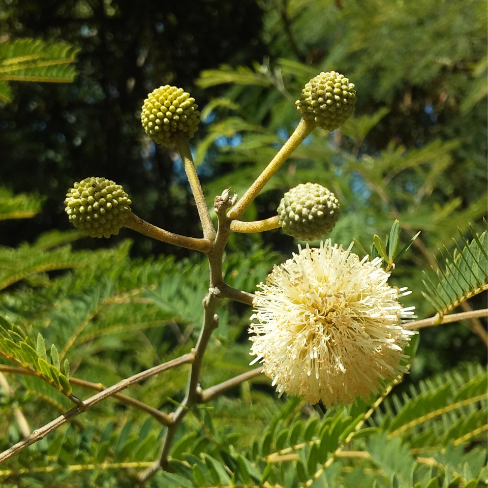Leucaena Leucocephala, Subabool seeds - 60