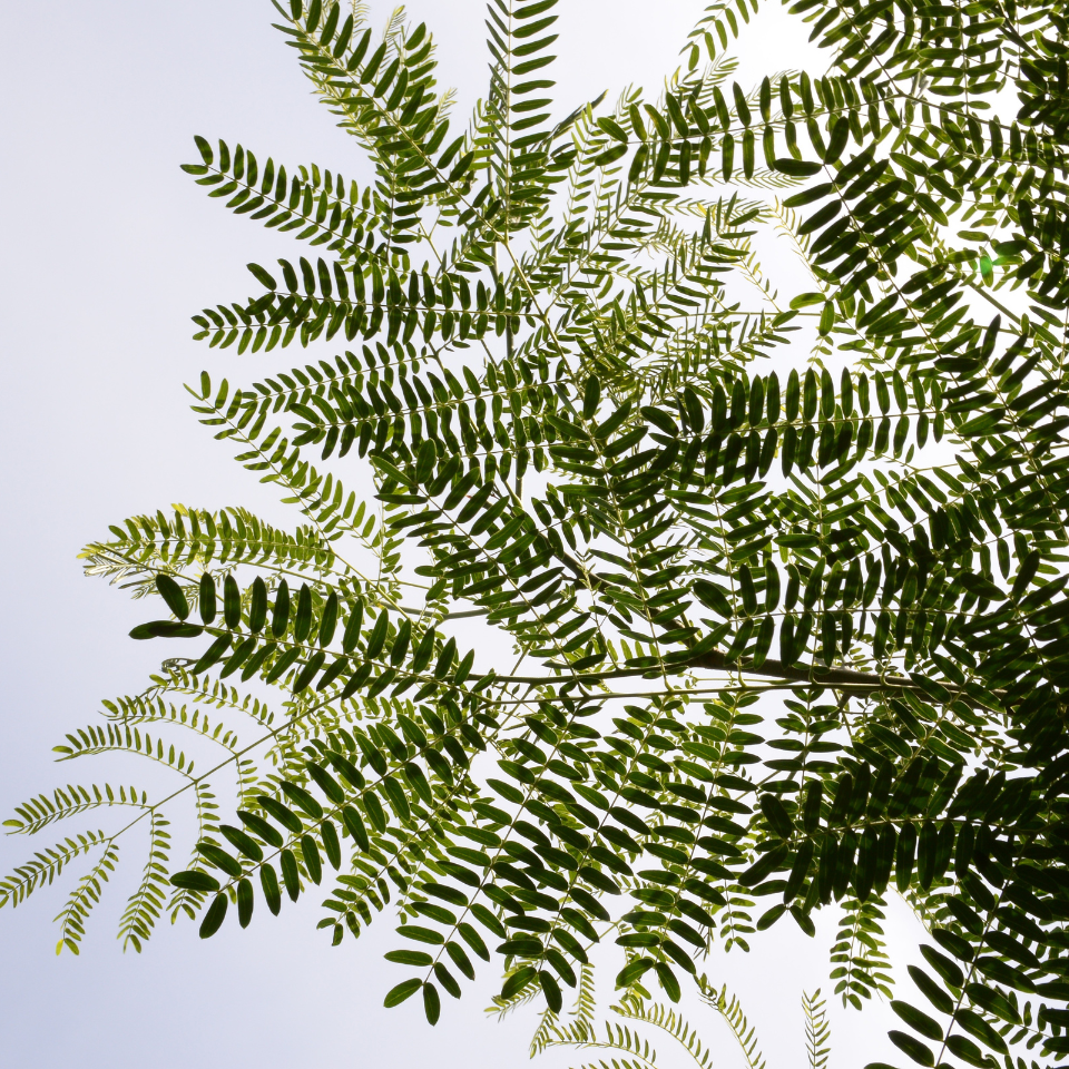 Leucaena Leucocephala, Subabool seeds - 60