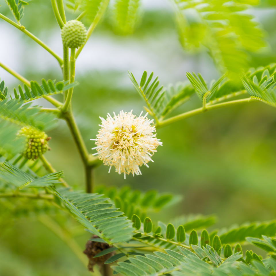 Leucaena Leucocephala, Subabool seeds - 60