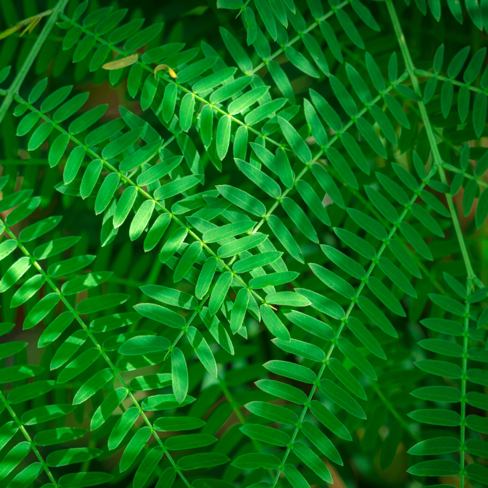 Leucaena Leucocephala, Subabool seeds - 60