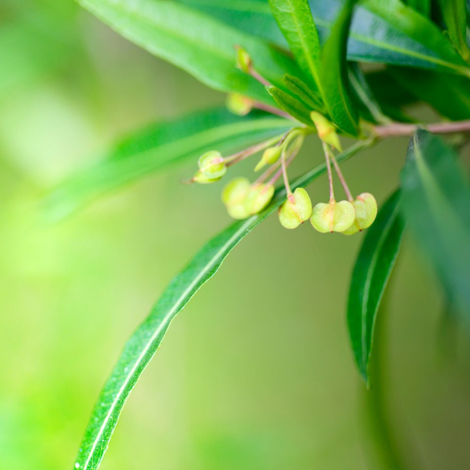 Dodonaea Viscosa, Hopbush seeds - 50