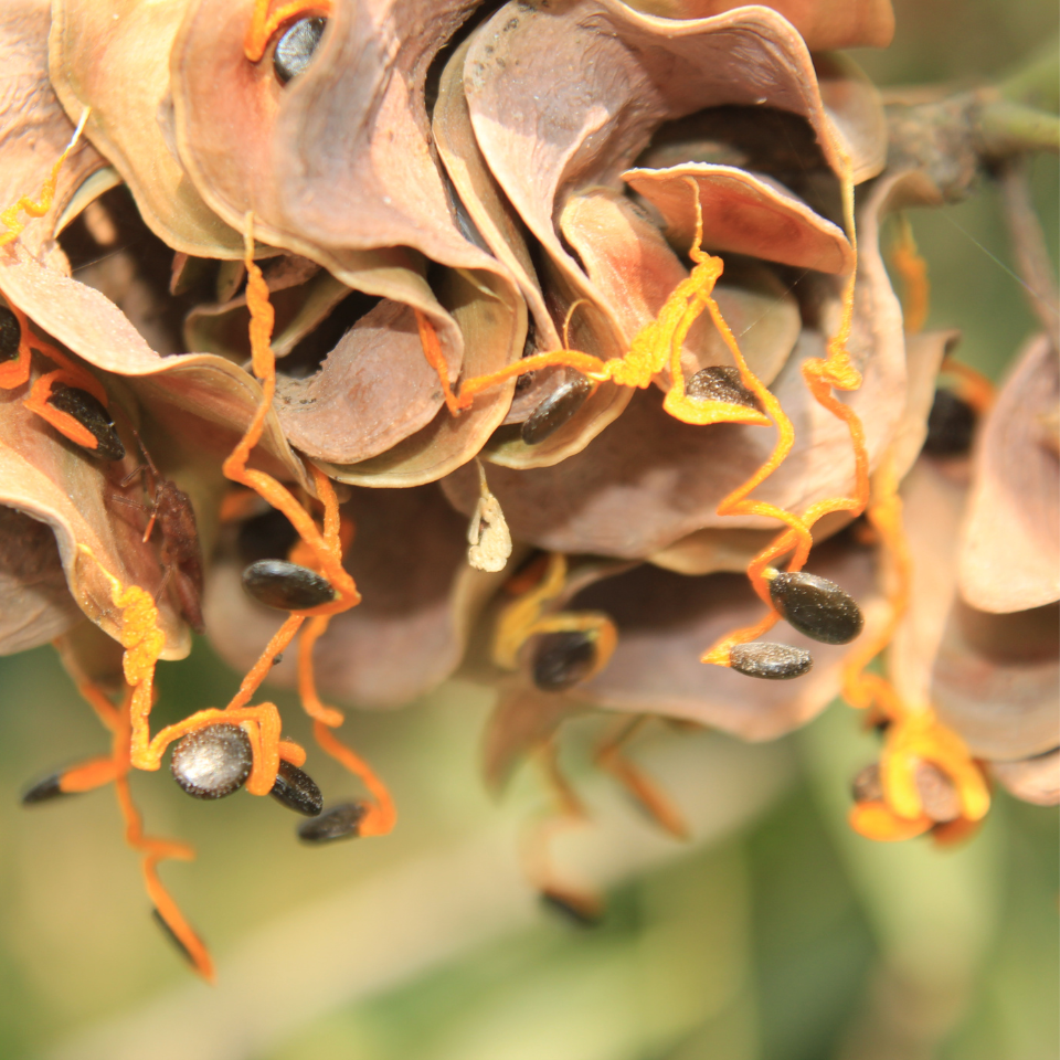 Acacia Auriculiformis, Earleaf acacia seeds - 40