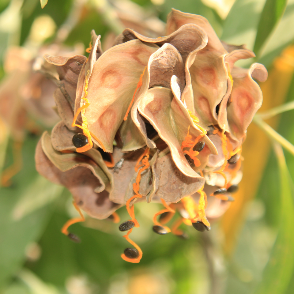 Acacia Auriculiformis, Earleaf acacia seeds - 40