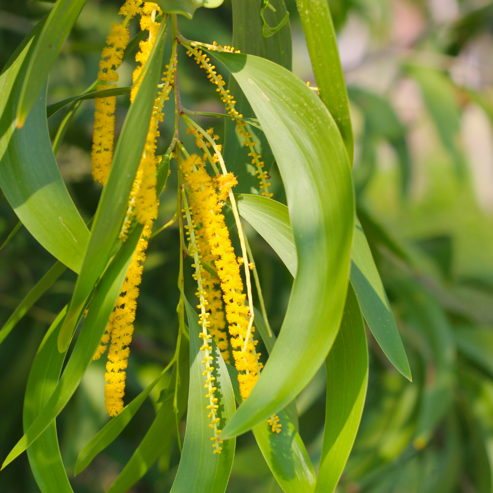 Acacia Auriculiformis, Earleaf acacia seeds - 40