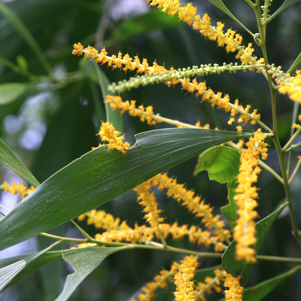 Acacia Auriculiformis, Earleaf acacia seeds - 40