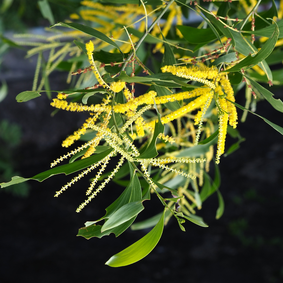 Acacia Auriculiformis, Earleaf acacia seeds - 40
