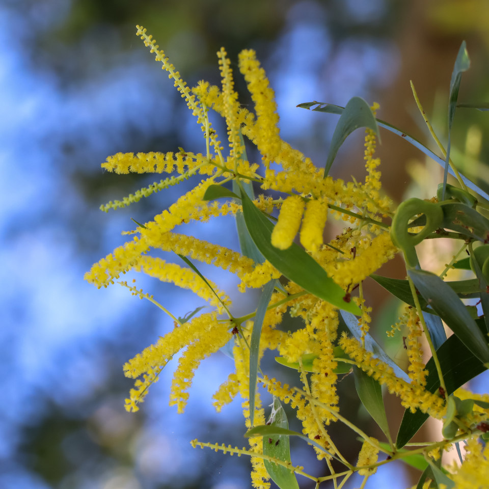 Acacia Auriculiformis, Earleaf acacia seeds - 40