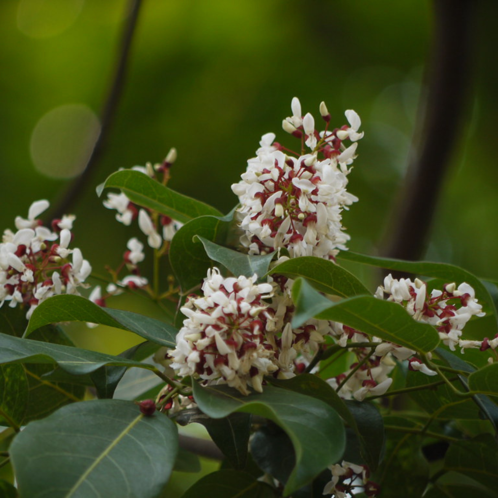 Pongamia Pinnata, Karanj seeds - 5