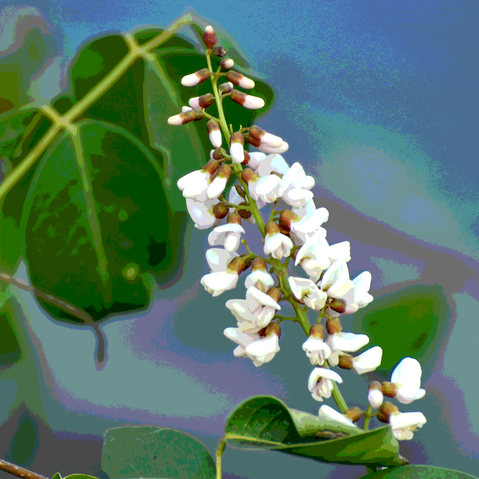 Pongamia Pinnata, Karanj seeds - 5