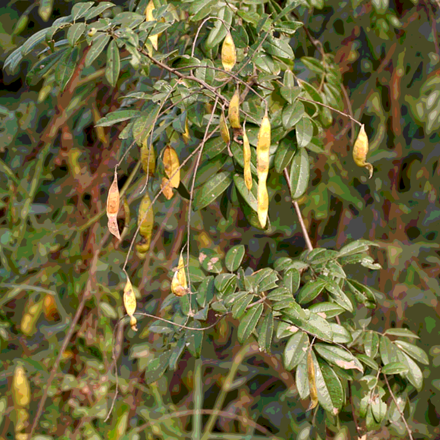 Pongamia Pinnata, Karanj seeds - 5