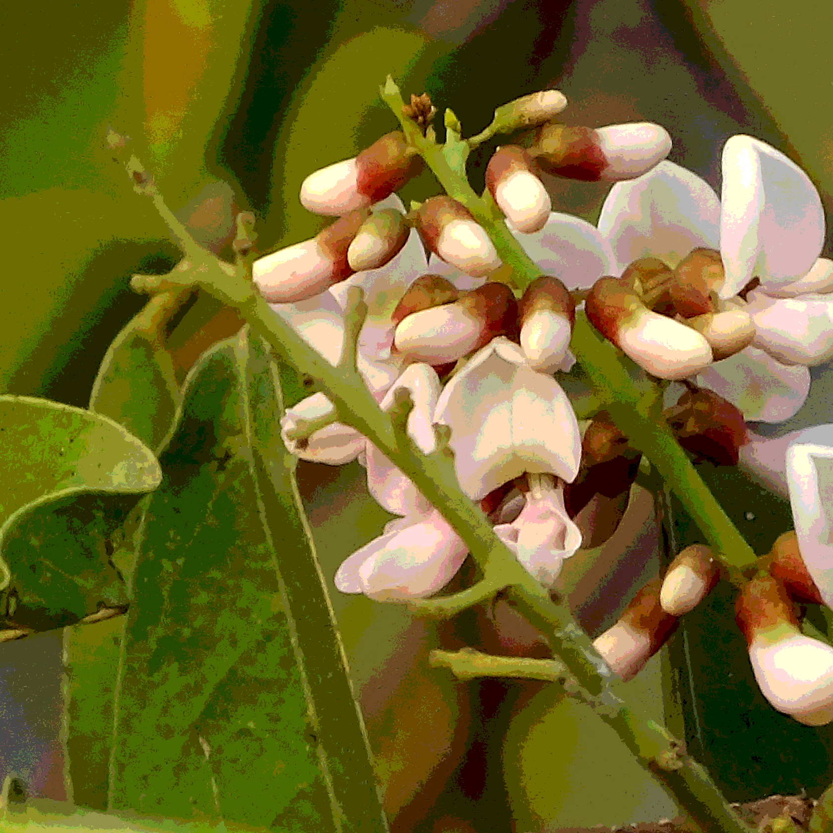 Pongamia Pinnata, Karanj seeds - 5