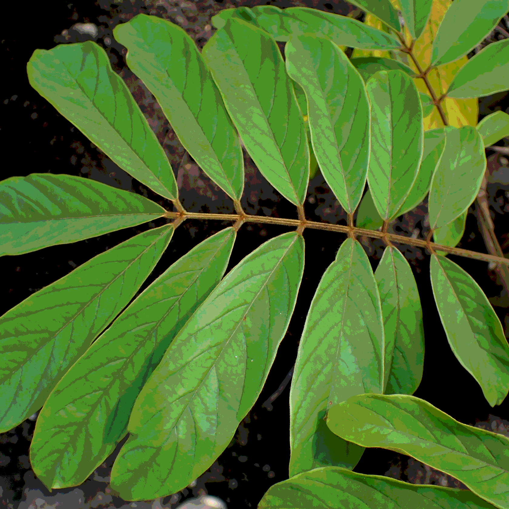 Pongamia Pinnata, Karanj seeds - 5
