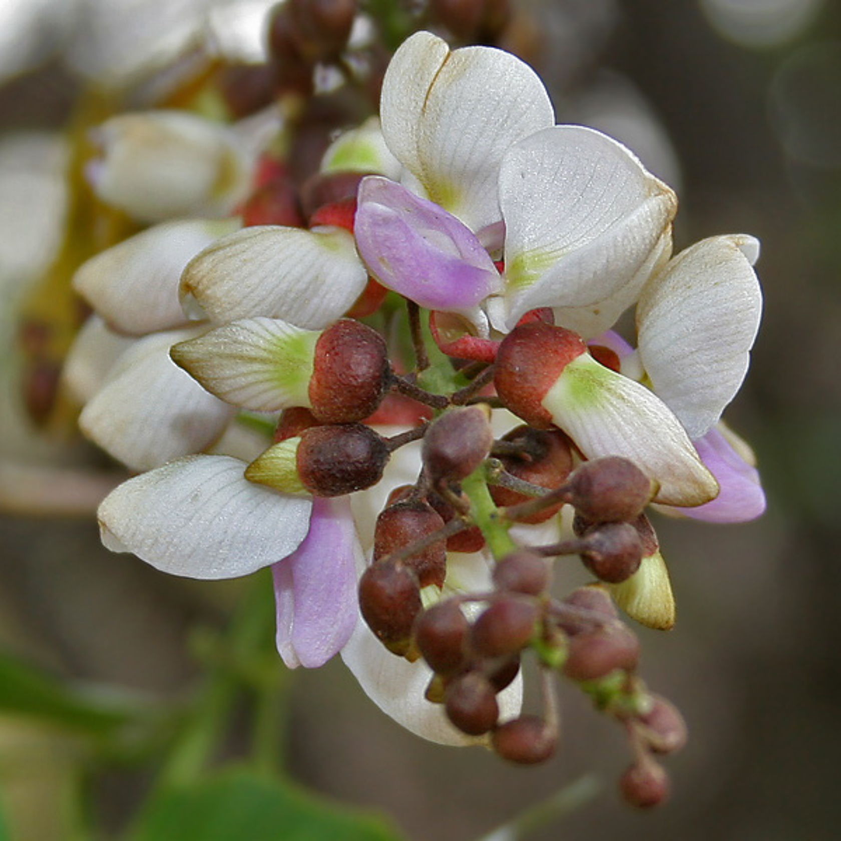 Pongamia Pinnata, Karanj seeds - 5