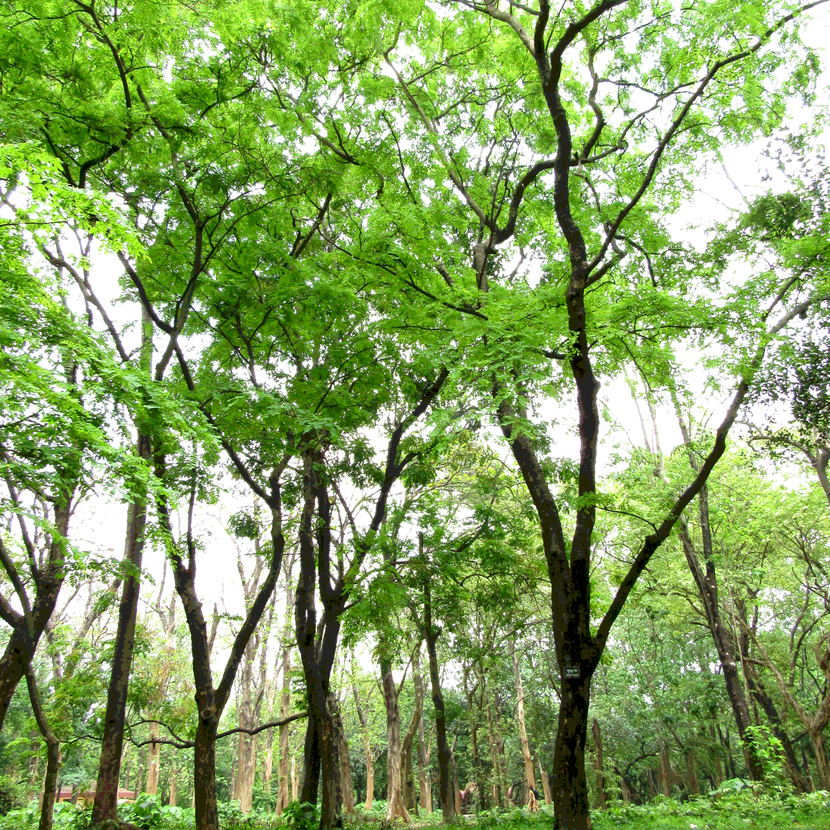 Pongamia Pinnata, Karanj seeds - 5
