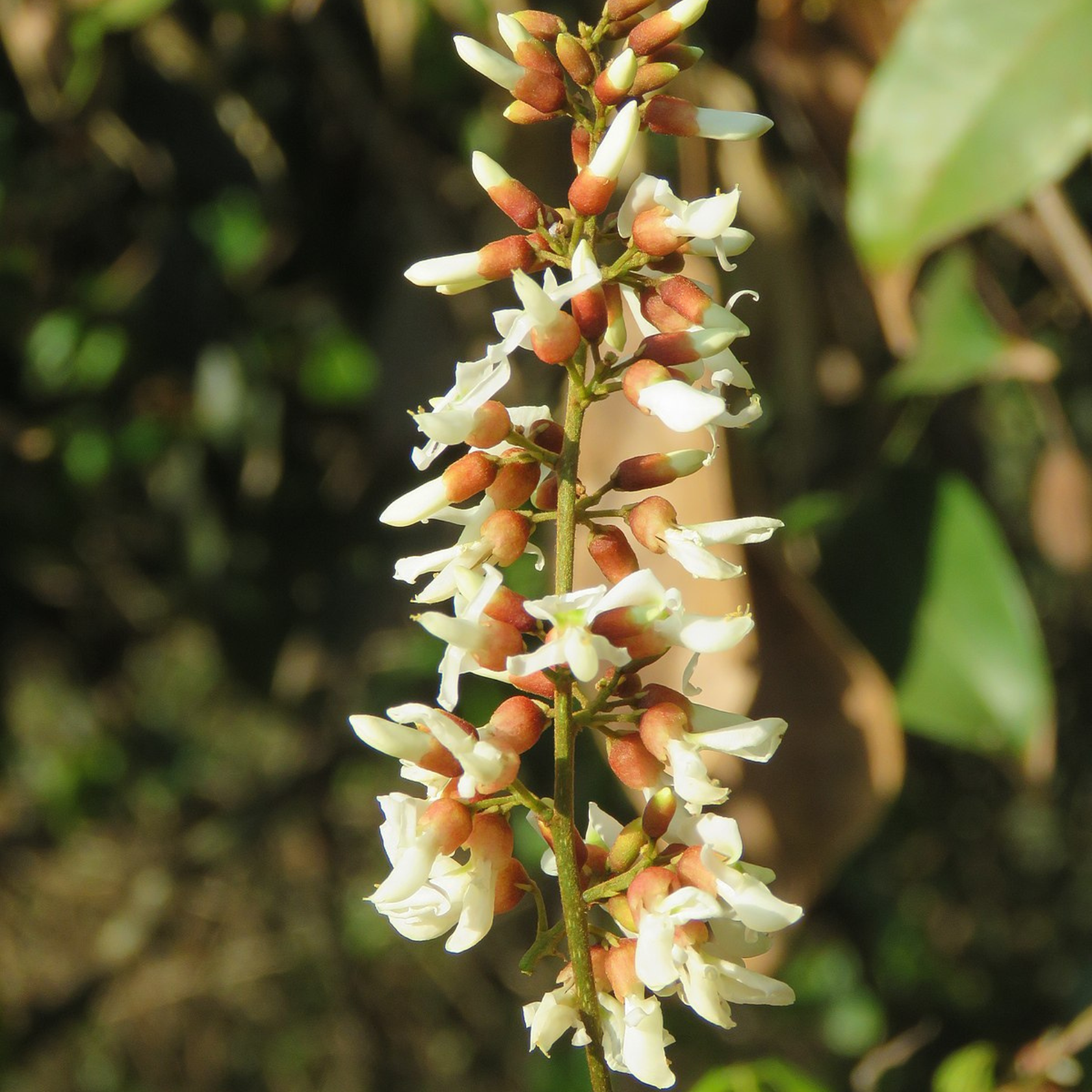 Pongamia Pinnata, Karanj seeds - 5