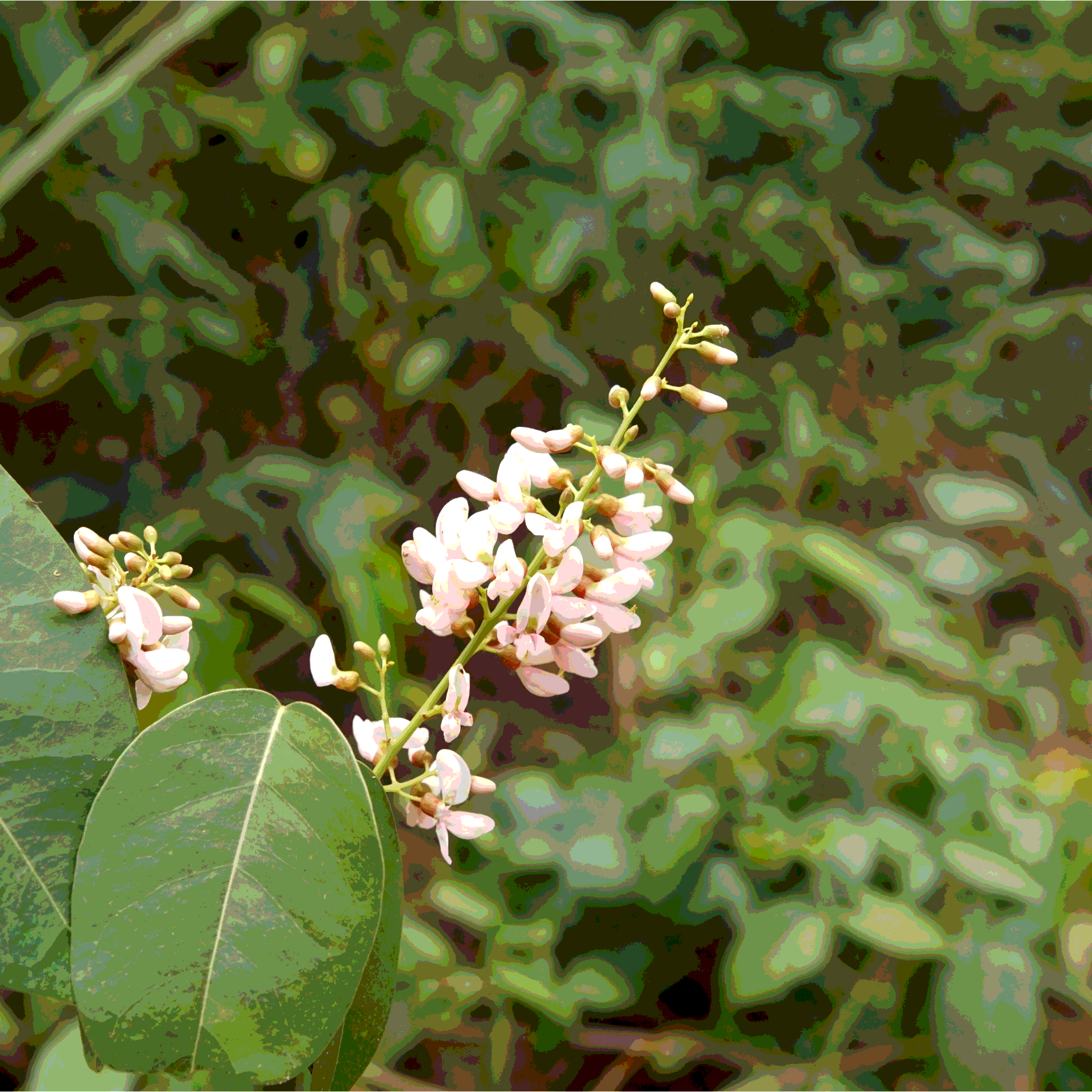 Pongamia Pinnata, Karanj seeds - 5
