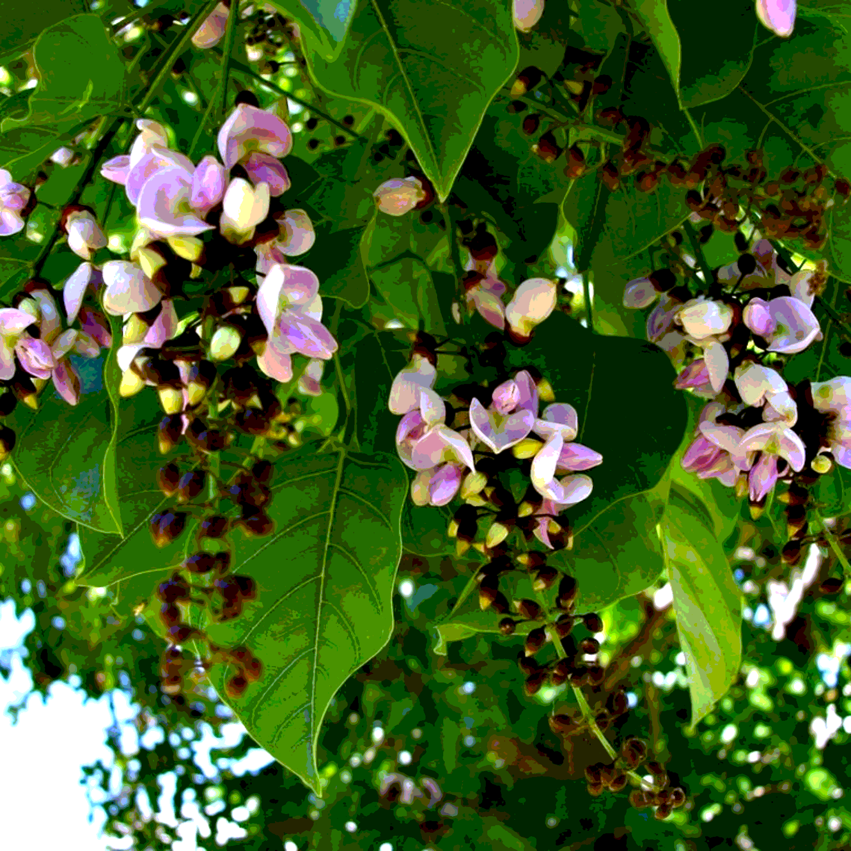 Pongamia Pinnata, Karanj seeds - 5