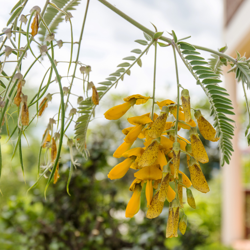Sesbania Aculeata, Danch seeds - 100
