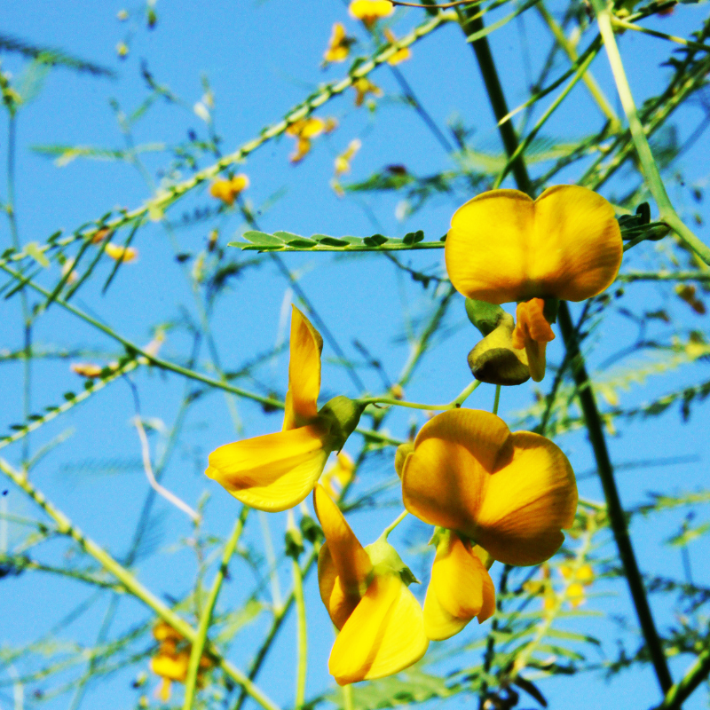 Sesbania Aculeata, Danch seeds - 25