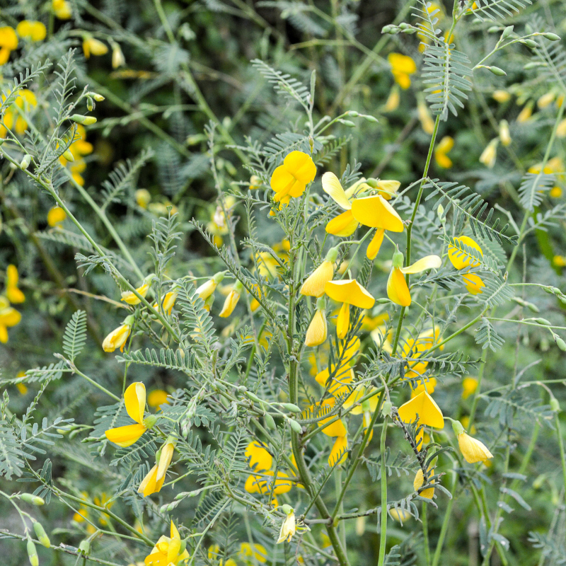 Sesbania Aculeata, Danch seeds - 25
