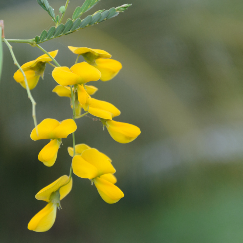 Sesbania Aculeata, Danch seeds - 25